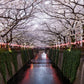 Unbound Candles - Tokyo Springtime Walks - Location Picture