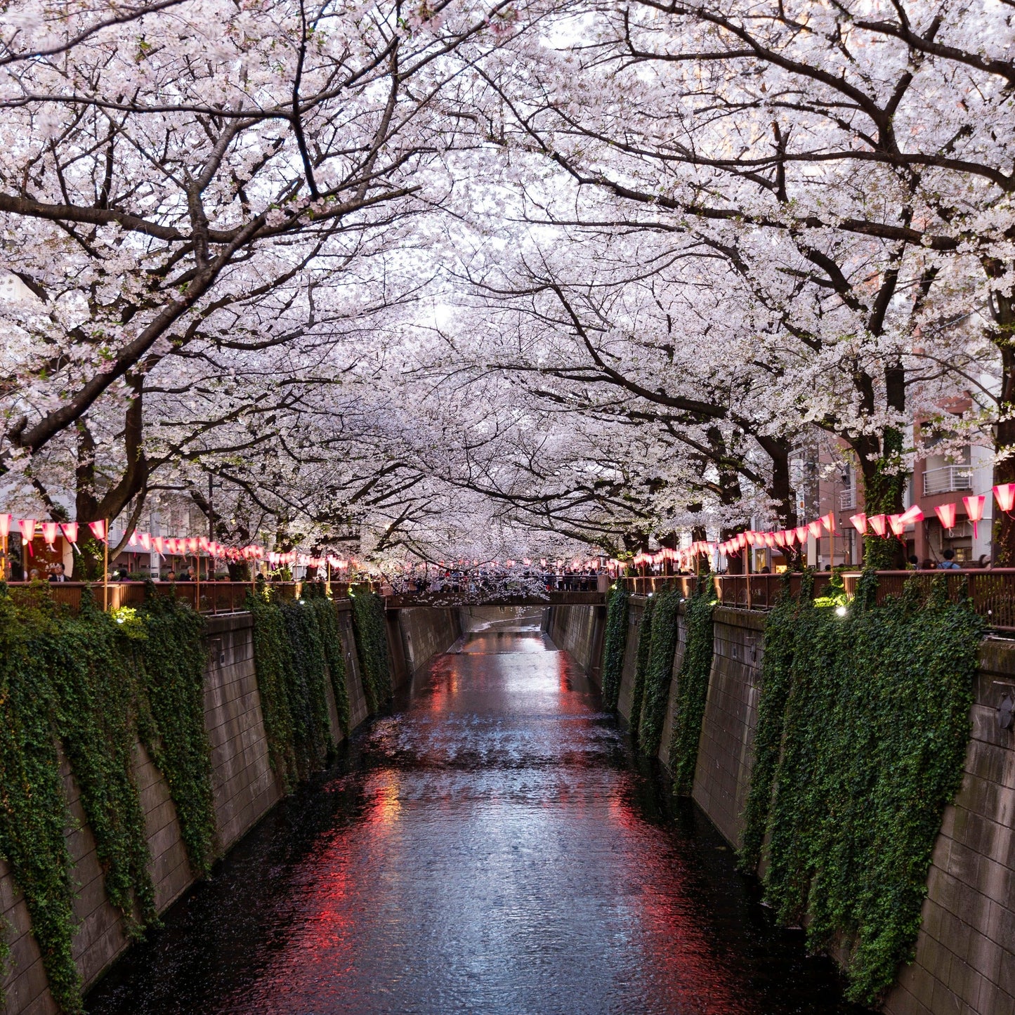 Unbound Candles - Tokyo Springtime Walks - Location Picture