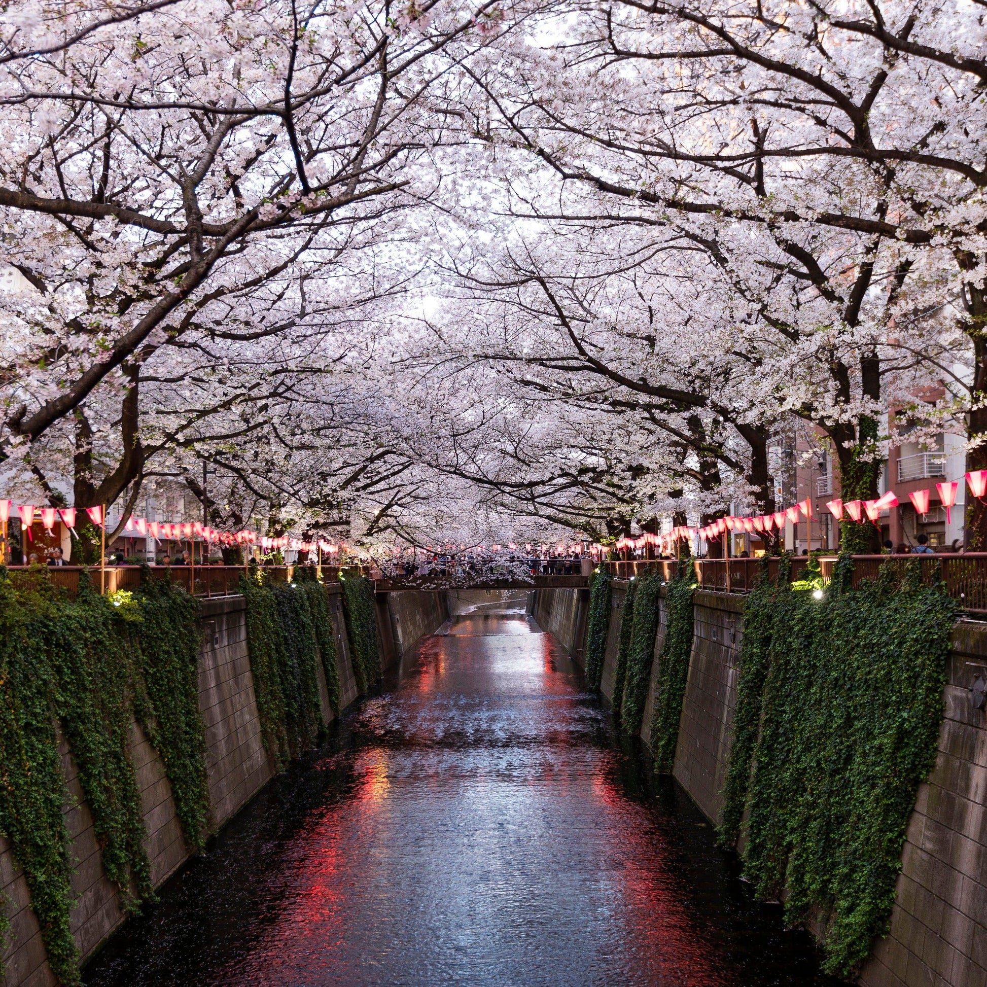 Unbound Candles - Tokyo Springtime Walks - Location Picture